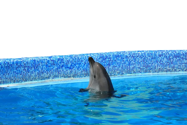 Golfinho na piscina — Fotografia de Stock