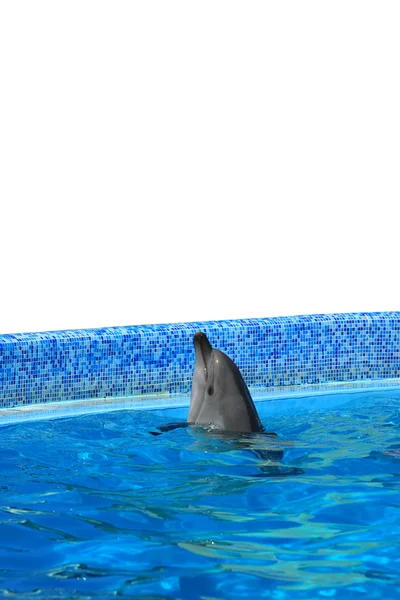 Delfin i poolen — Stockfoto