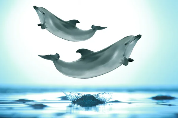 Dolphins jumping out the sea — Stock Photo, Image