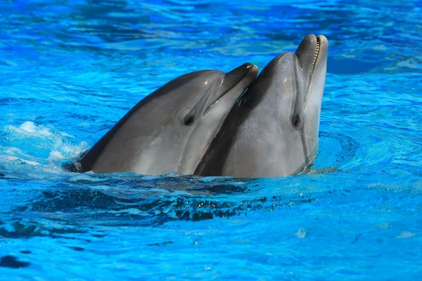 Due delfini Foto Stock