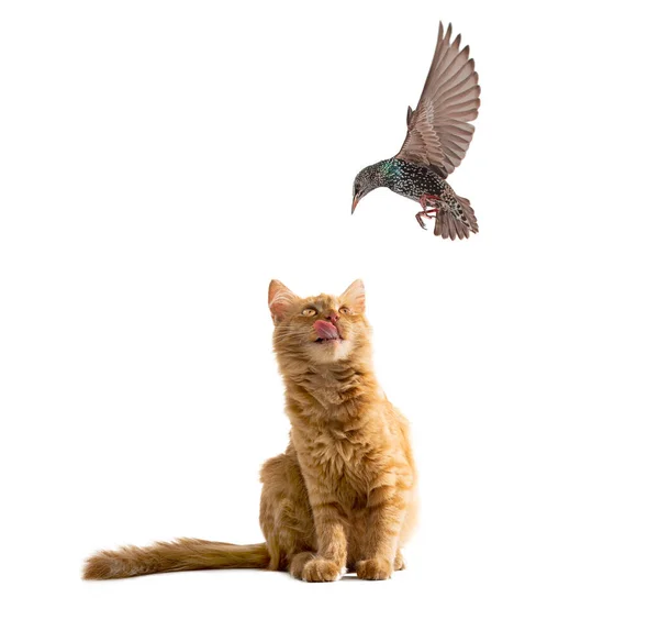 Ginger Cat Prepares Jump Wants Catch Starling Isolated White Background — Stock Photo, Image