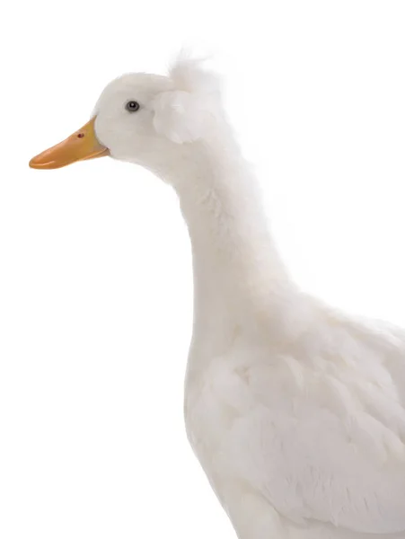 Portrait White Duck Isolated White Background — Stock Photo, Image