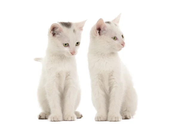 Two Kittens Sit White Background — Stock Photo, Image