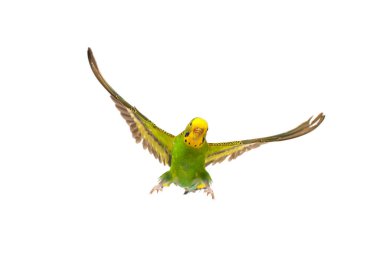 budgie in flight isolated on white background clipart