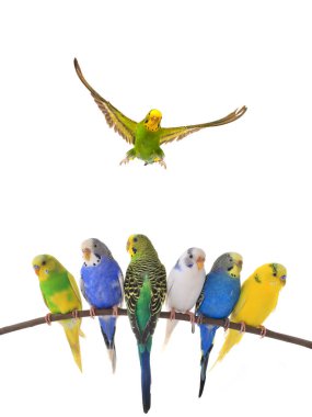 Uçuşta muhabbet kuşu beyaz arkaplanda izole edildi