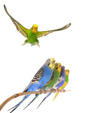 Uçuşta muhabbet kuşu beyaz arkaplanda izole edildi