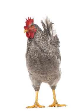 Gri horoz beyaz arkaplanda izole