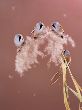  beraded tit  (panurus biarmicus),  on brown background.
