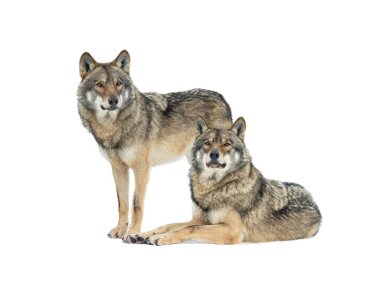 Beyaz arka planda izole edilmiş gri kurtlar