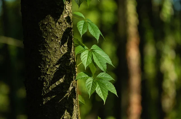 Large Leaves Wild Grapes Forest Background — Stock Photo, Image