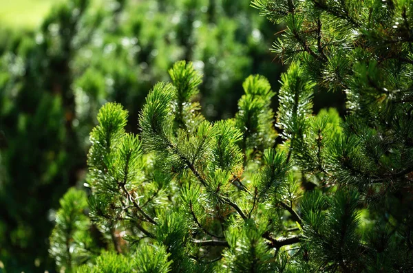 Сосновые Ветви Красивым Боке Фоне Леса — стоковое фото