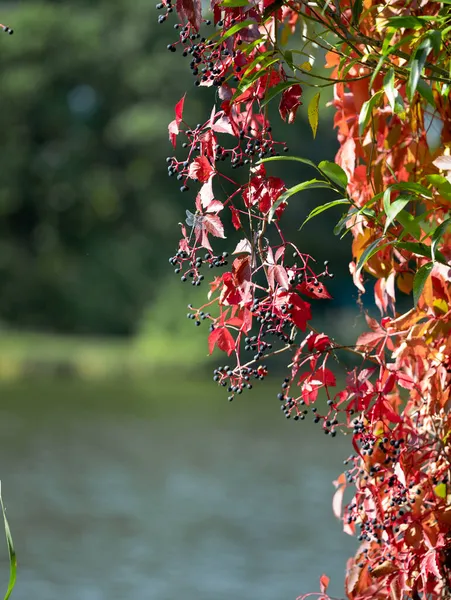 Sittande Trollslända Röda Blad Vilda Druvor — Stockfoto