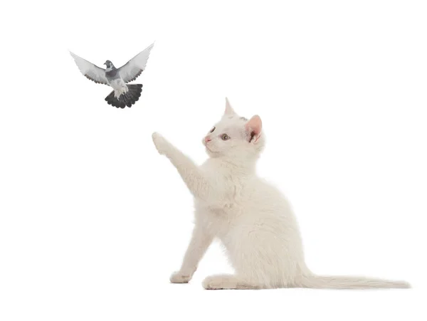 Kitten Duif Geïsoleerd Witte Achtergrond — Stockfoto