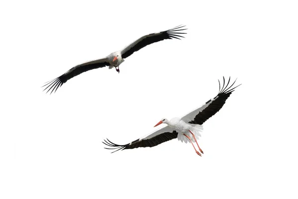 Cigogne Oiseau Vol Isolé Sur Fond Blanc — Photo
