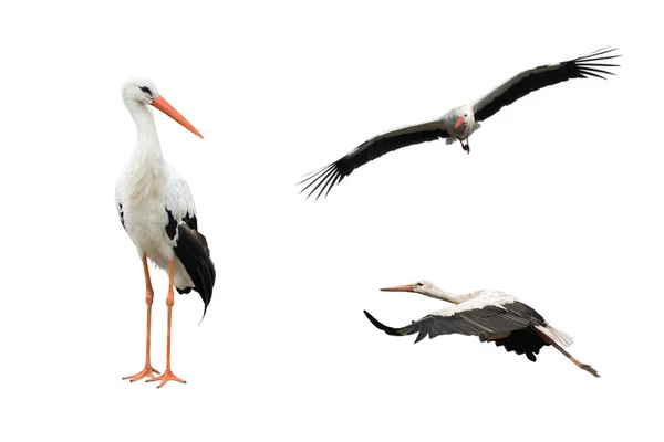 Collage Uccello Cicogna Volo Isolato Sfondo Bianco — Foto Stock