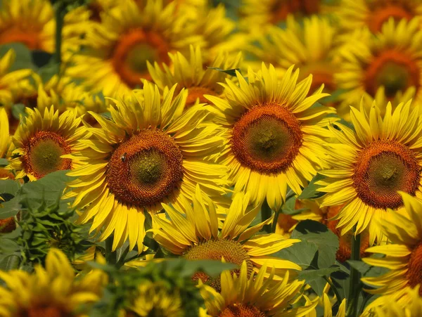 Beautiful Sunflower Flowers Blooming Summer — Stock Photo, Image