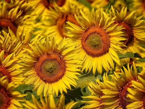 Schöne Sonnenblumen Blühen Sommer — Stockfoto