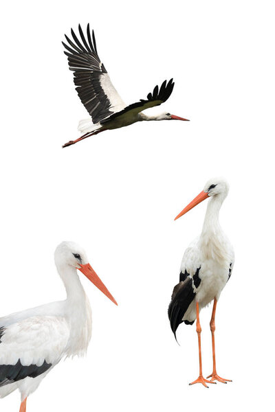 white storks isolated on white background