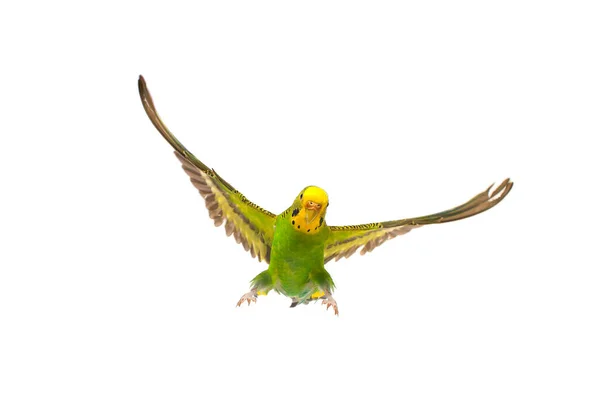 Budgie Vlucht Geïsoleerd Witte Achtergrond — Stockfoto