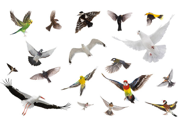 группа летающих в воздухе птиц на белом фоне
