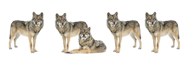 Wolfs Snow Isolated White Background — Stock Photo, Image