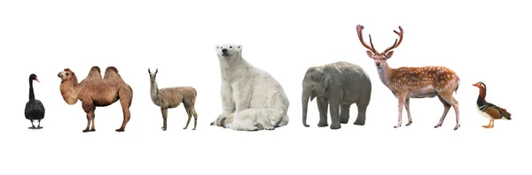 Grote Groep Wilde Dieren Van Dierentuin Samen Een Witte Achtergrond — Stockfoto