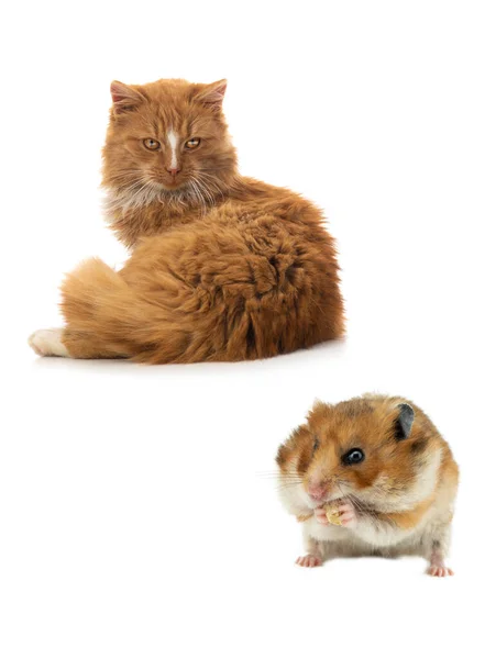 Orange Cat Syrian Hamster Isolated White Background — Stock Photo, Image