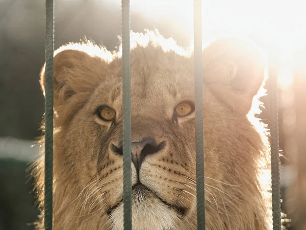 在背光下在铁窗后的狮子肖像 — 图库照片