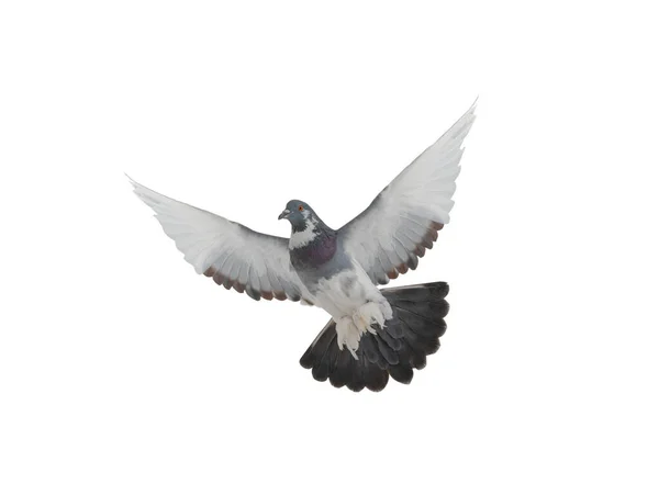 Pigeon Flying Isolated White Background — Stock Photo, Image