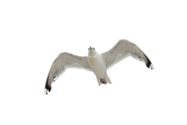 Gaviota Volando Cielo Aislada Sobre Fondo Blanco —  Fotos de Stock