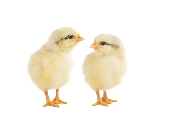 Deux Poulets Isolés Sur Fond Blanc — Photo