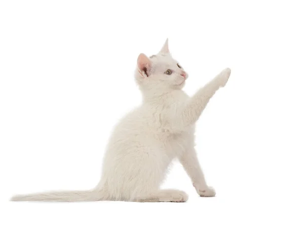 Kotě Zvednutou Tlapkou Izolované Bílém Pozadí — Stock fotografie