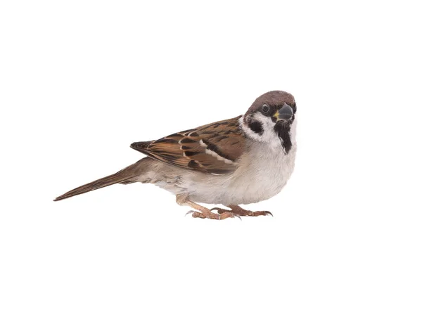 Sparrow Isolated White Background — Stock Photo, Image