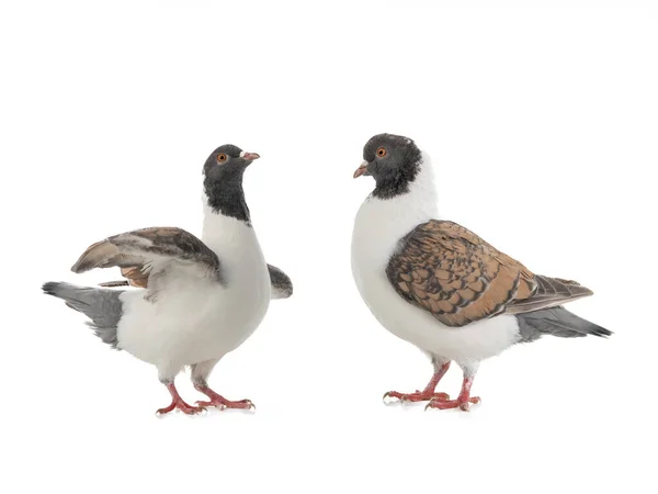 Dois Pombo Alemão Modena Isolado Fundo Branco — Fotografia de Stock