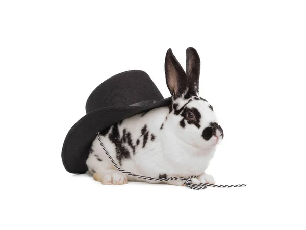 White Rabbit Black Hat Isolated White Background — Stock Photo, Image