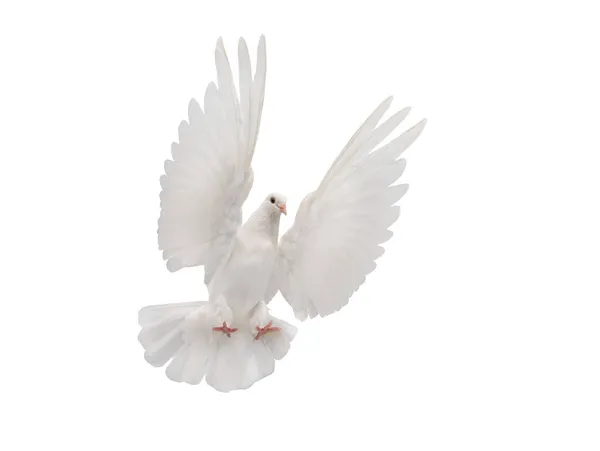 Beautiful White Dove Flight Isolated White Background — Stock Photo, Image