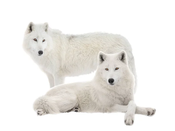 Dois Lobos Polares Isolados Sobre Fundo Branco — Fotografia de Stock