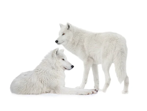 白の背景に隔離された二匹の極性オオカミ — ストック写真