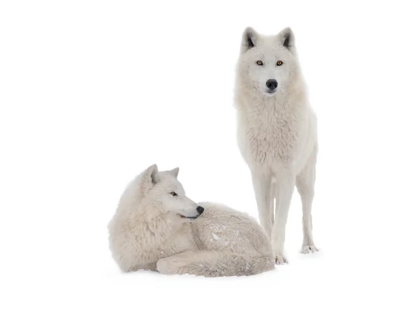 Dois Lobos Polares Isolados Sobre Fundo Branco — Fotografia de Stock