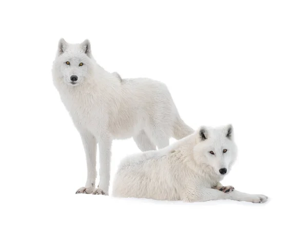 Deux Loups Polaires Isolés Sur Fond Blanc — Photo