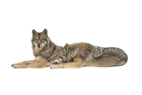 Grijze Wolven Ligt Sneeuw Geïsoleerd Witte Achtergrond — Stockfoto