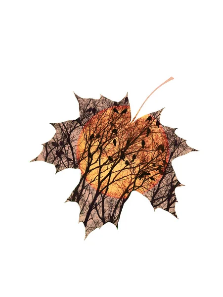 ツリー上のカラスのシルエットが描かれたモミジの葉の輪郭 — ストック写真
