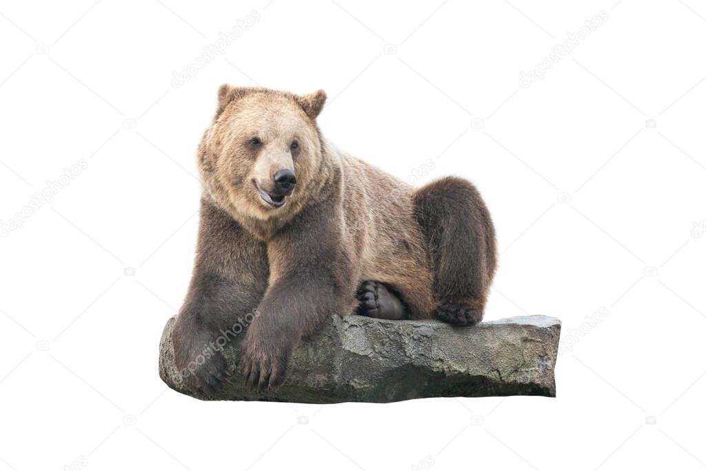 brown bear lies on a stone isolated on white background