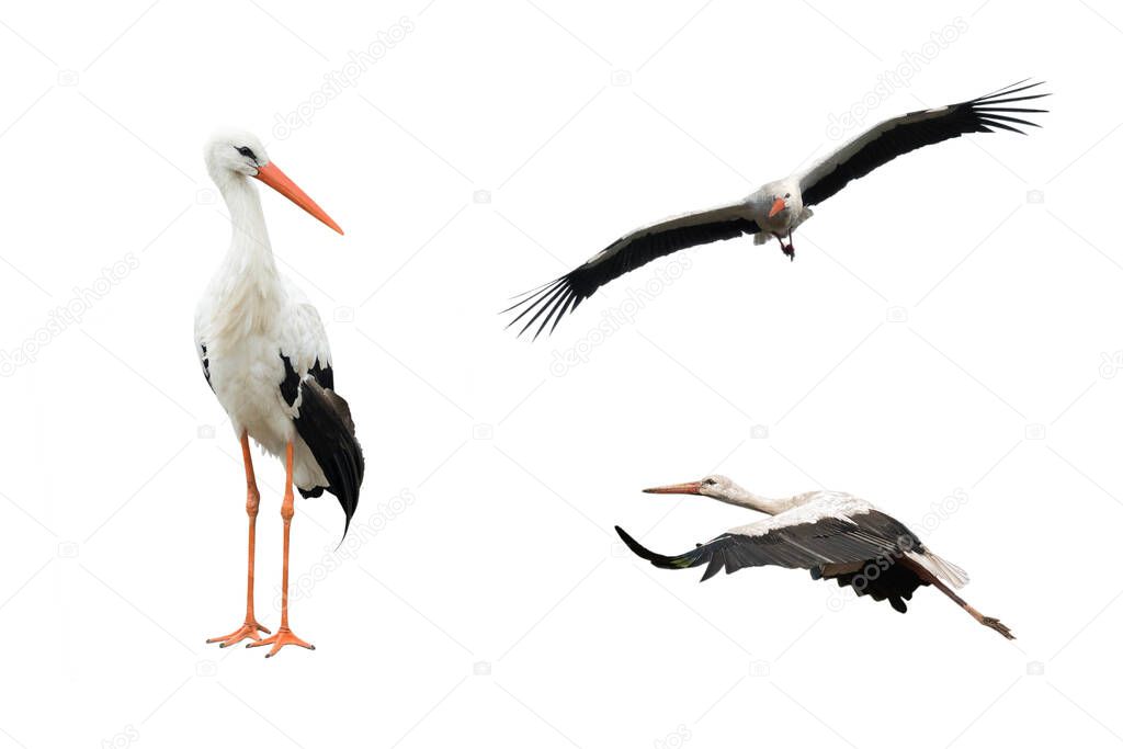 collage bird stork in flight isolated on white background
