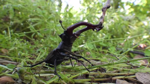 Escarabajo Ciervo Lucanus Cervus Naturaleza Bosque — Vídeo de stock