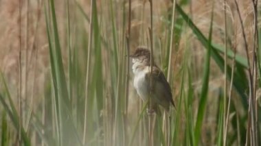 Büyük sazlık bülbülü (akrocephalus arundinaceus) bir sazlığın üzerinde oturur, şarkı söyler ve uçar. Doğal ses