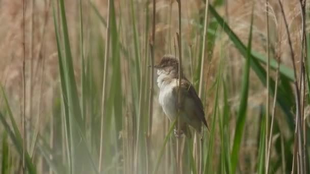 Gran Curruca Caña Acrocephalus Arundinaceus Sienta Una Hierba Caña Canta — Vídeos de Stock