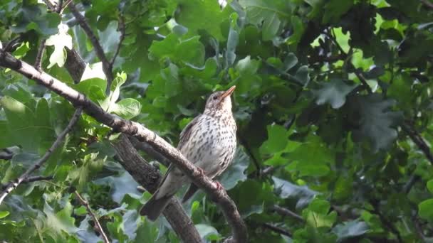 Yakın Plan Şarkı Ardıç Kuşu Turdus Philomelos Bir Ağaç Dalında — Stok video