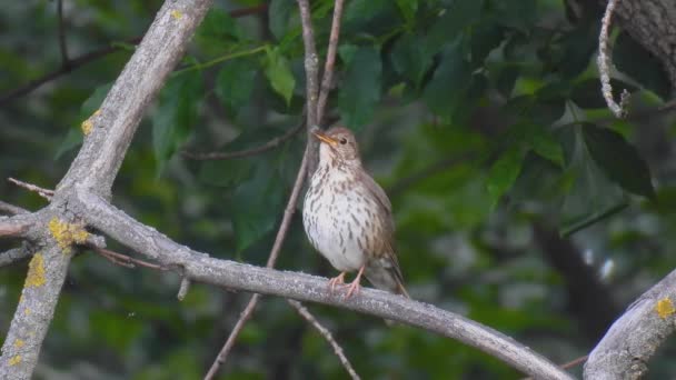 Nyanyian Thrush Turdus Philomelos Duduk Cabang Pohon Dan Bernyanyi Hutan — Stok Video