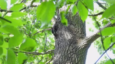 Büyük benekli ağaçkakan (dendrocopos major) ormandaki bir ağacın oyuğunun yanında. Doğal ses